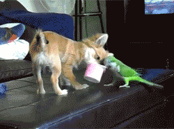 뜻밖의 멍멍이들.gif | 인스티즈