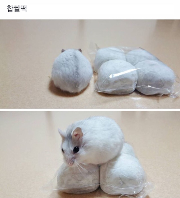 먹음직스러운 햄스터빵 | 인스티즈