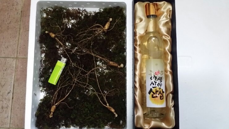 산양산삼 이미지