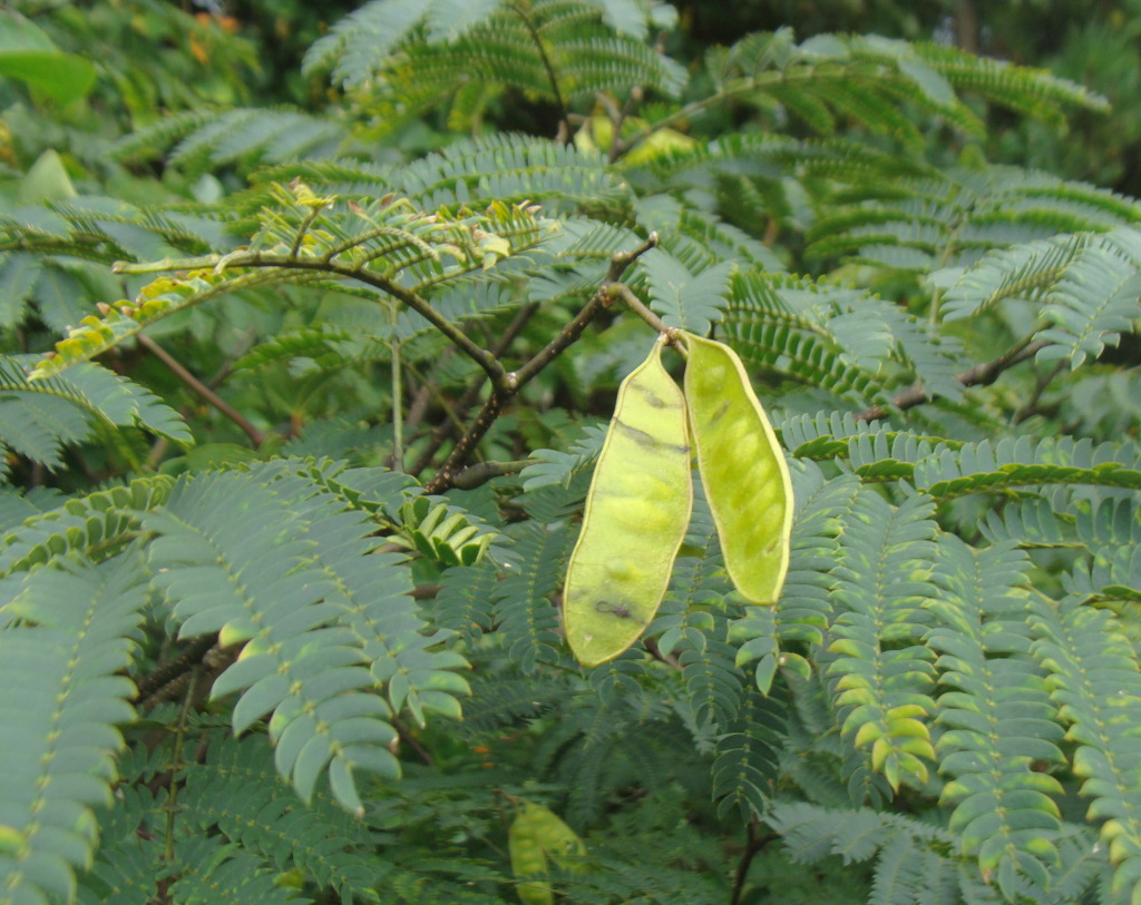 천산주 이미지