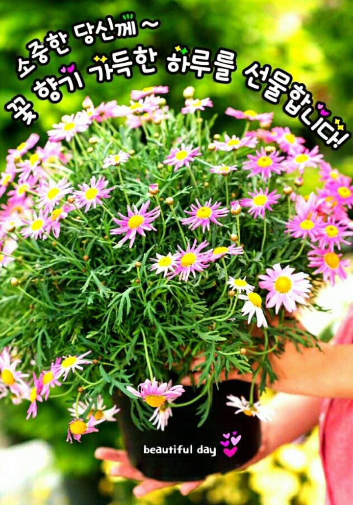 해피데이 이미지