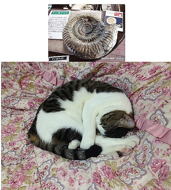냥모나이트.jpg | 인스티즈