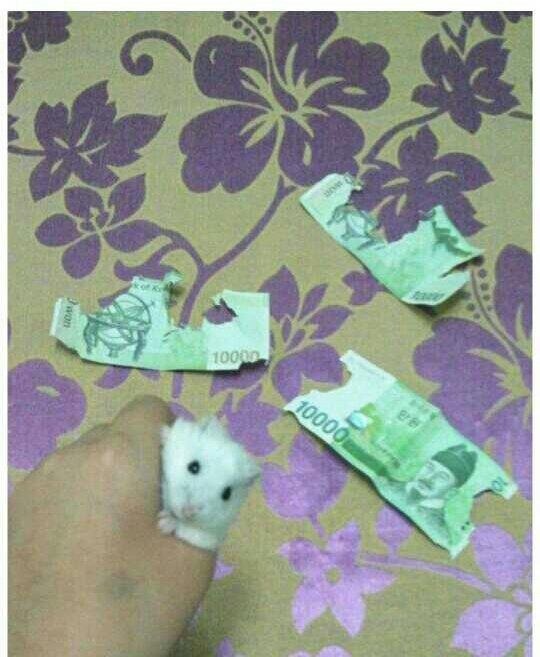풀로줄 이미지