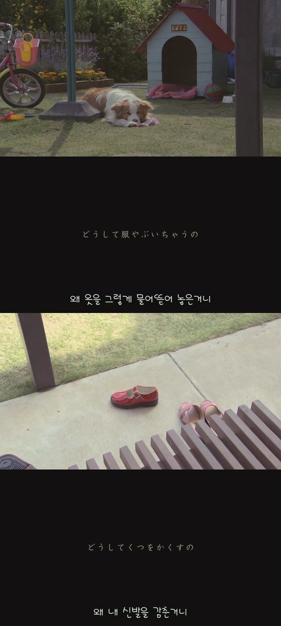 강아지의 삶 | 인스티즈