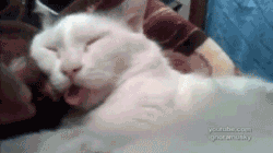 고장난 고양이 모음.gif(데이터주의) | 인스티즈