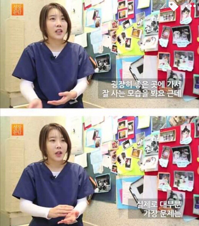 강아지나 고양이를 키우려는 사람들에게 | 인스티즈