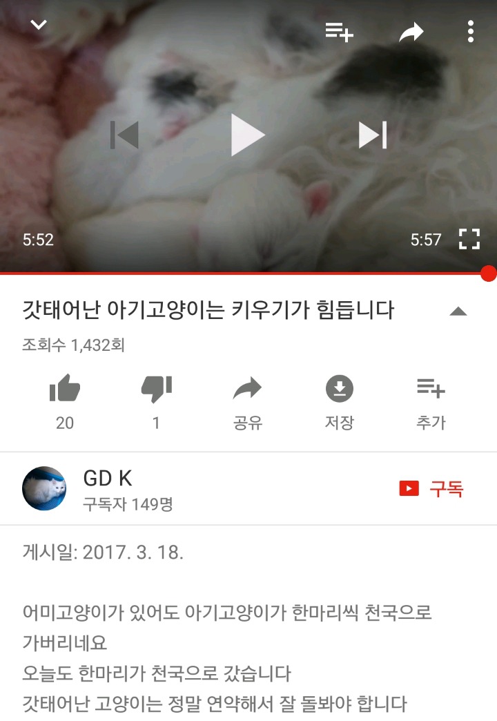 가정집 고양이공장같은 애니머호더 유튜버 봐줘라 | 인스티즈