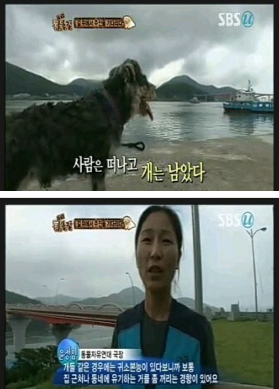휴가철 버려지는 강아지들 | 인스티즈