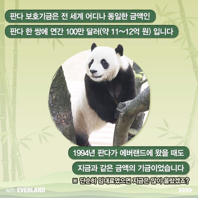 판다는 먹이값만 수백억이 들어간다? 판다의 진실.jpg | 인스티즈
