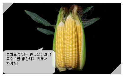구팔칠이 이미지