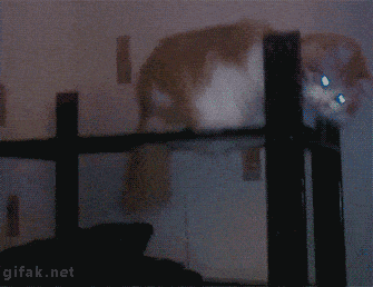 포풍간지 고양이.gif | 인스티즈