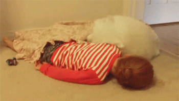 애교쟁이 사모예드.GIF | 인스티즈