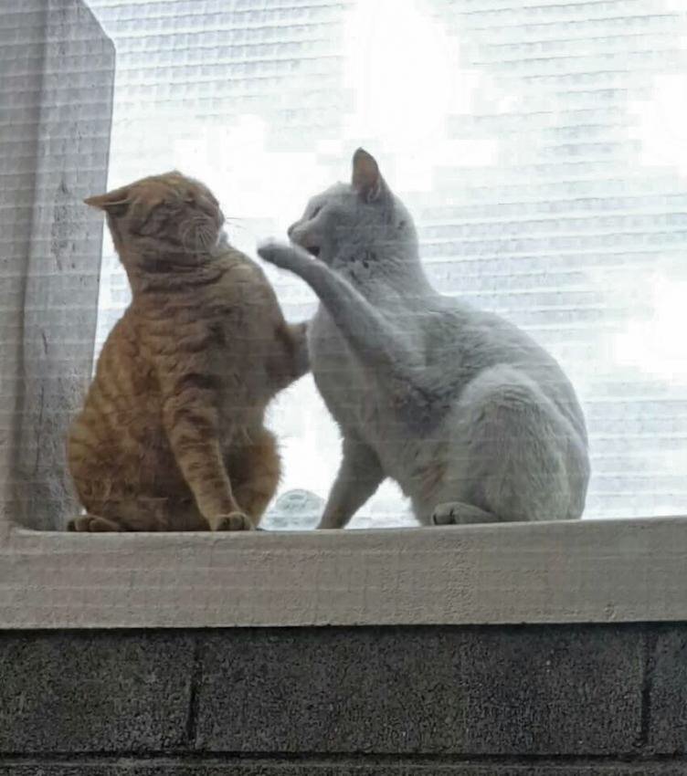 상남자 고양이 . jpg | 인스티즈