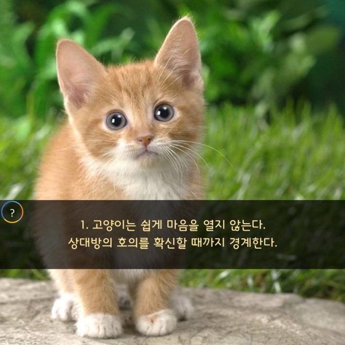 야옹이를 대하는 예의 | 인스티즈