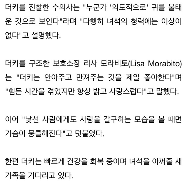 학대로 두 귀 불타 없어지고도 사람 따르는 고양이 | 인스티즈