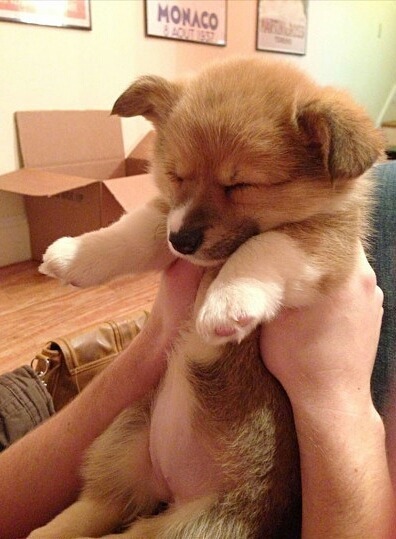 대형견 강아지들의 수많은 짱덕포인트 중 하나.jpg | 인스티즈