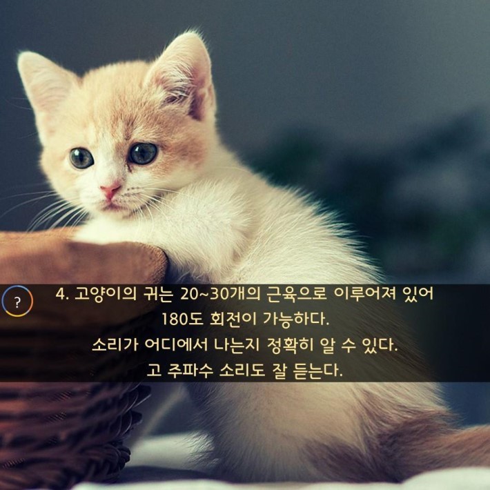 야옹이를 대하는 예의 | 인스티즈