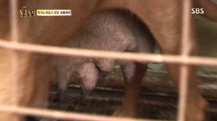 [TV동물농장] 동물농장에서 방송된 인천의 한 개 도축장의 현실.jpg | 인스티즈