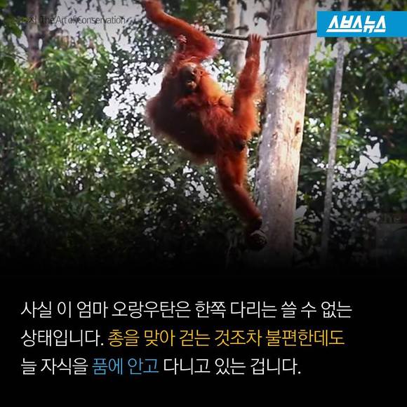 숲에 사는 사람들 | 인스티즈