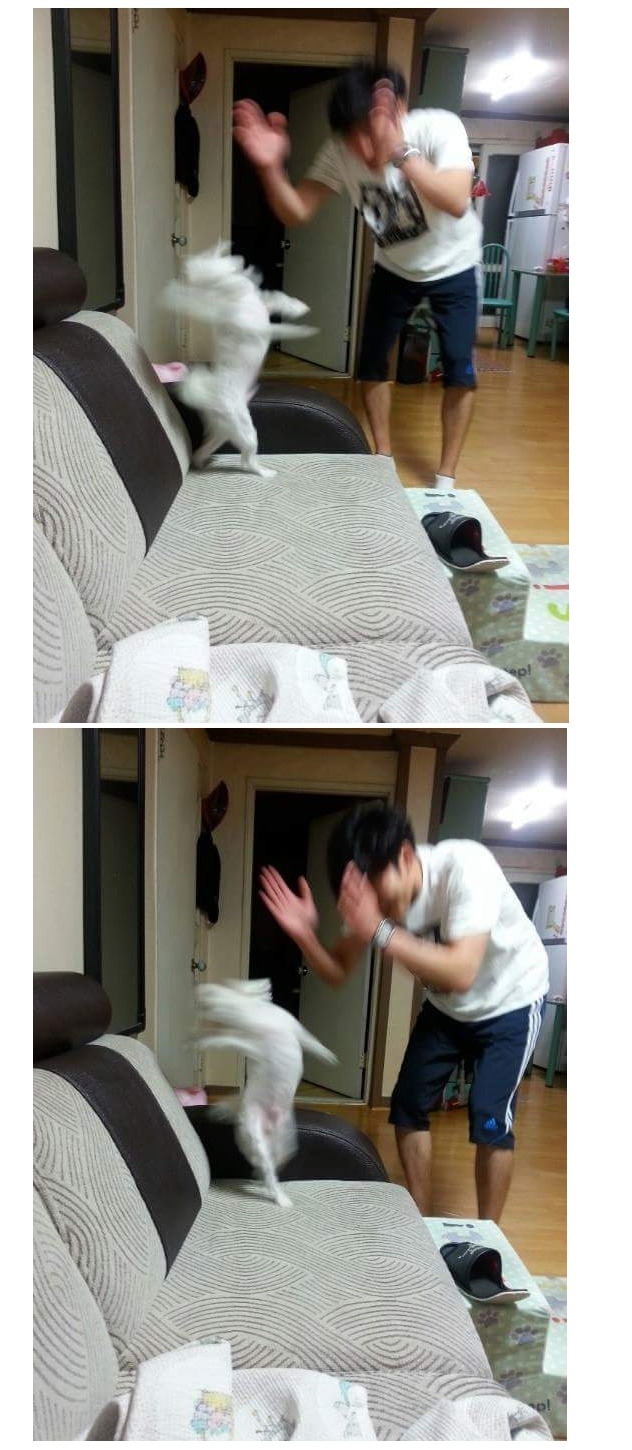 칭찬은 강아지도 춤추게한다 | 인스티즈