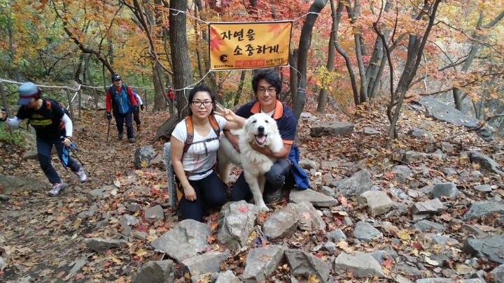 도그빌리지 이미지