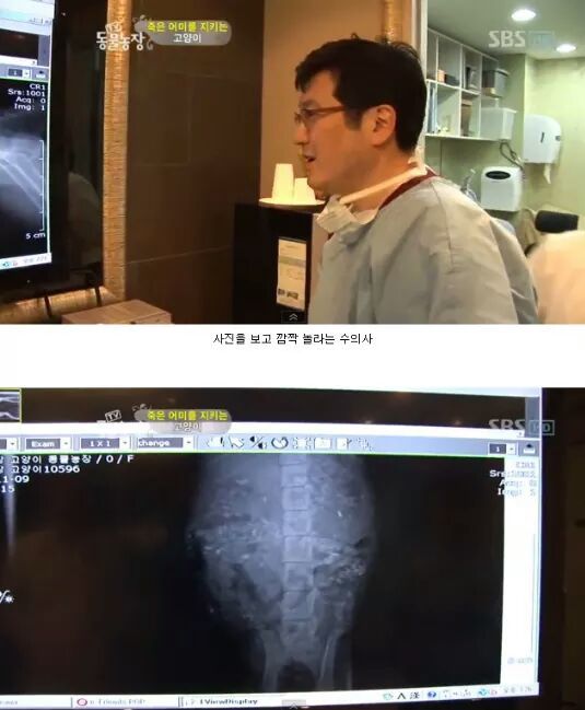 길냥이들의 삶 | 인스티즈