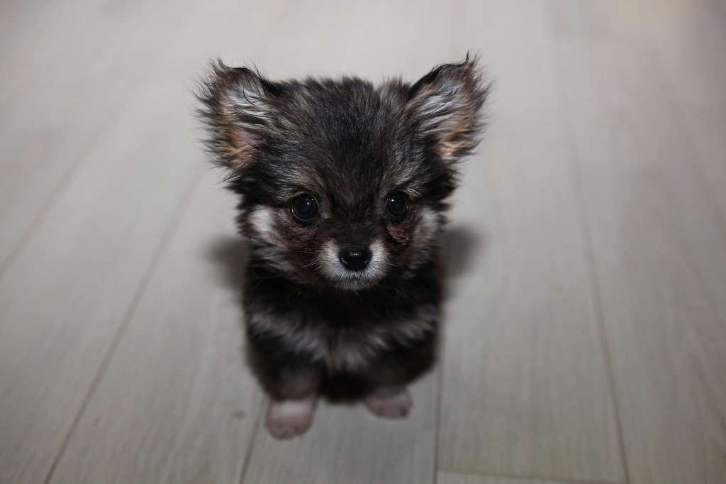 까망이네 이미지