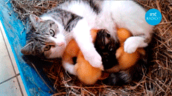 오리와 냥이.gif | 인스티즈