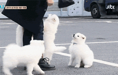 사모예드를 아시나요?.gif | 인스티즈