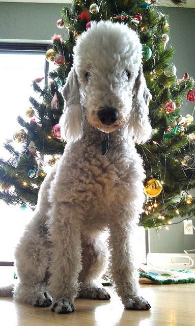 견종 이야기 - 베들링턴 테리어 | 인스티즈