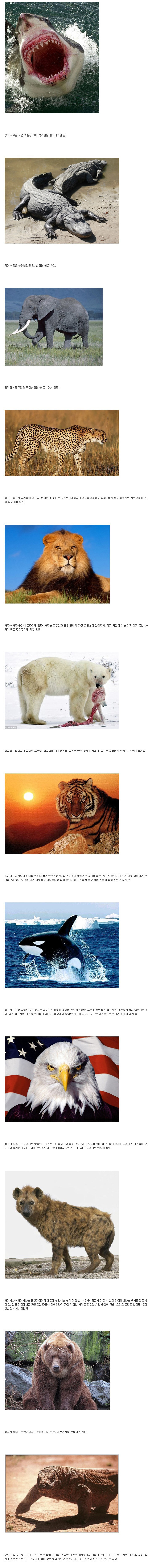 동물과 1대일로 싸워 이기는방법 | 인스티즈