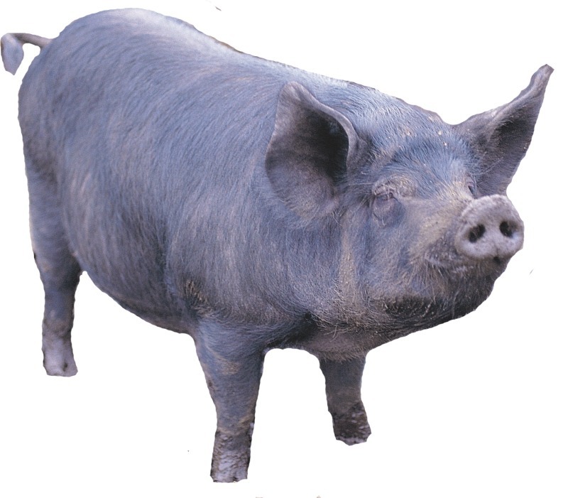 옥돌통닭바베큐 이미지