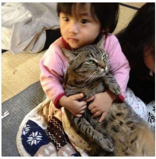고양이 유머짤에 달린 무서운 댓글 | 인스티즈