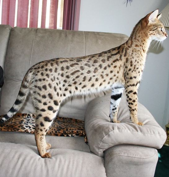 세상에서 가장 크고 비싼 고양이 중 하나인 사바나 고양이에 대하여 | 인스티즈