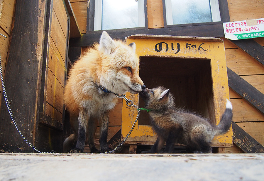 열도의 마을.jpg | 인스티즈