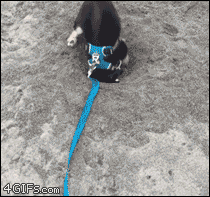 흙보고 환장하는 멍멍이 .GIF | 인스티즈