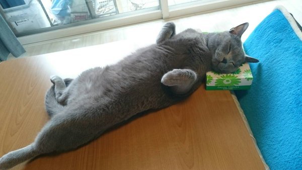 티슈 상자를 좋아하는 고양이 | 인스티즈