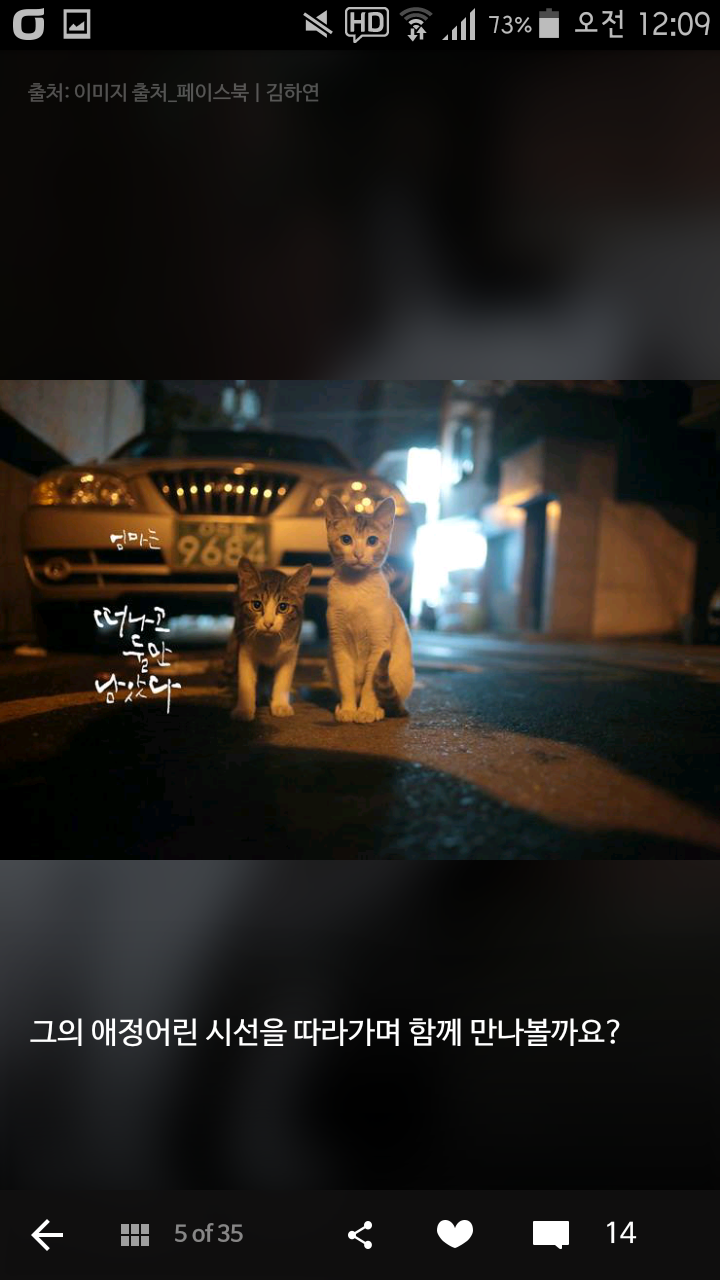 비가오나 눈이오나 길냥이 사진을 찍는 작가 | 인스티즈
