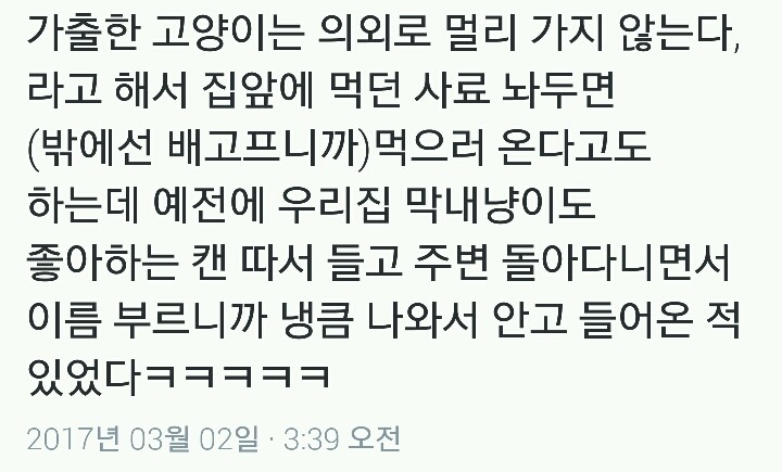 집고양이가 밖에 나가버렸을 때 가장 먼저 해야 하는 방법.twt | 인스티즈