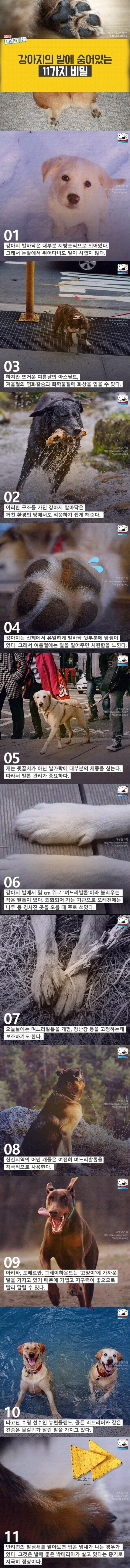 강아지 발에 숨어있는 11가지 비밀 | 인스티즈
