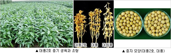 대풍개발 이미지