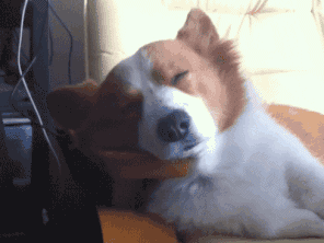 짧은 다리가 매력적인 웰시코기.gif | 인스티즈
