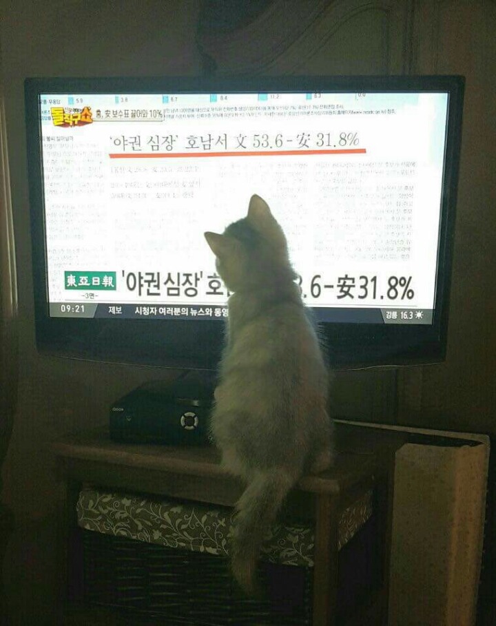 손녀 냥이까지 유세에 이용하는 조응천 의원 | 인스티즈