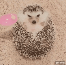 삐진 고슴도치.GIF | 인스티즈