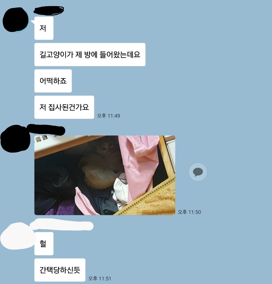 저.. 길고양이가 제 방에 들어왔는데요.. 어떡하죠? | 인스티즈