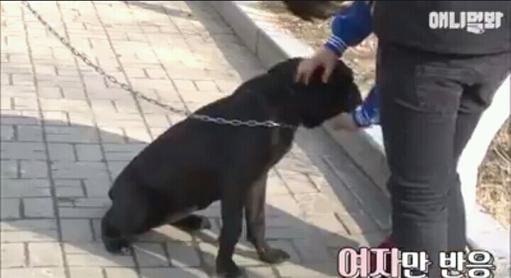 여자보면 쓰러지는 개 이야기 | 인스티즈