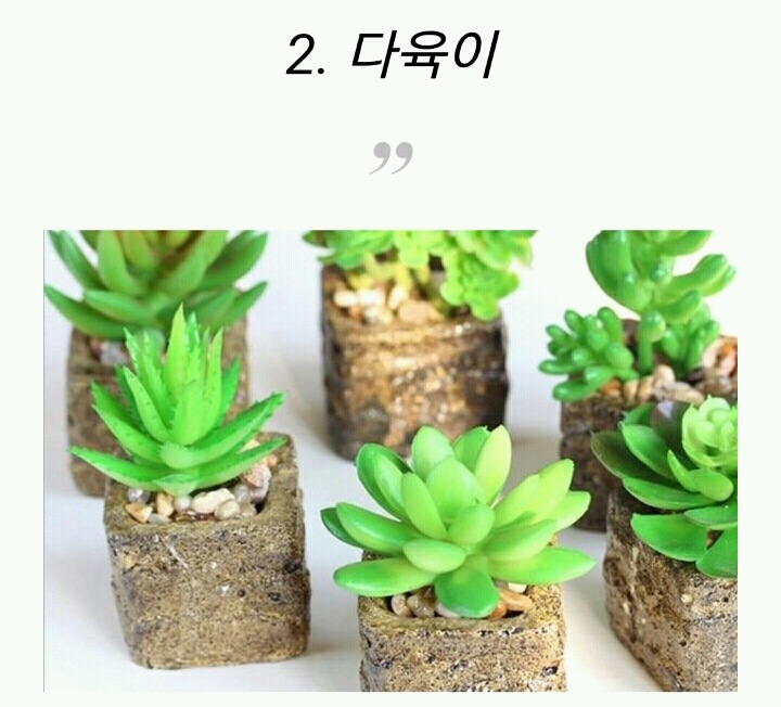 모양도 예쁘고 기능도 좋은 실내 식물 10가지 | 인스티즈