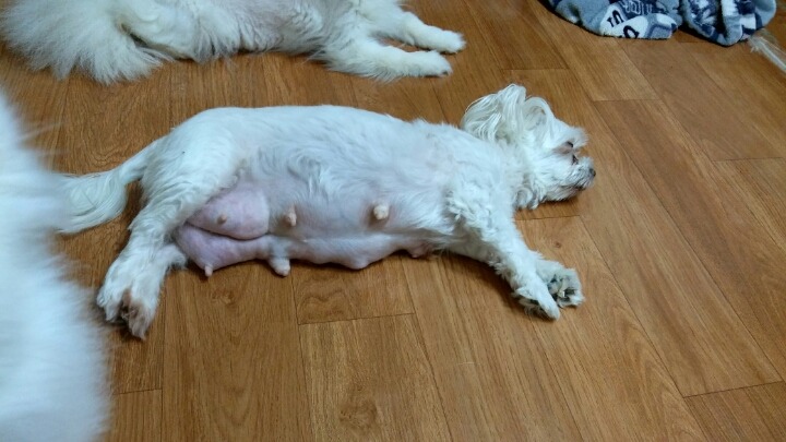 꿀잠 이미지