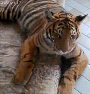 호냥이.gif | 인스티즈