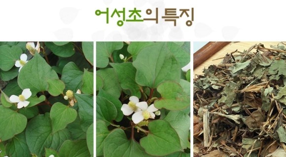 캅셀 이미지